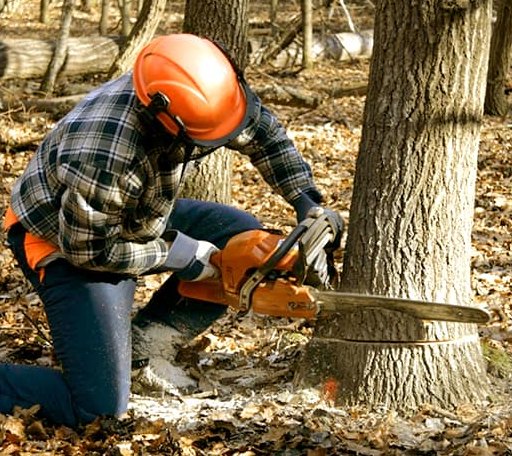 Tree Removal in Saint Inigoes, MD